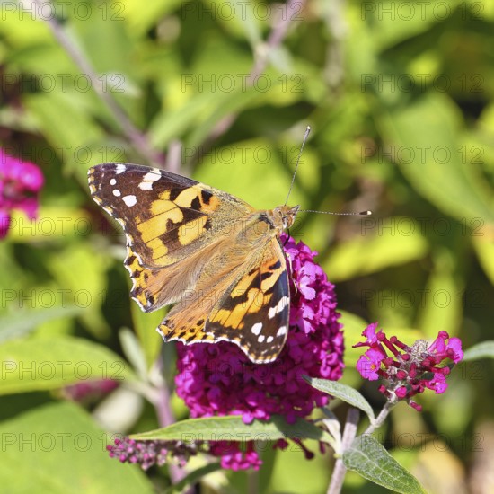 Thistle butterfly (Vanessa cardui) on a Buddleja davidii flower, Wilnsdorf, North Rhine-Westphalia, Germany