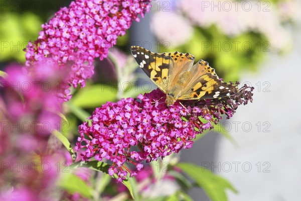 Thistle butterfly (Vanessa cardui) on a Buddleja davidii flower, Wilnsdorf, North Rhine-Westphalia, Germany