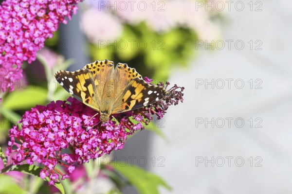 Thistle butterfly (Vanessa cardui) on a Buddleja davidii flower, Wilnsdorf, North Rhine-Westphalia, Germany