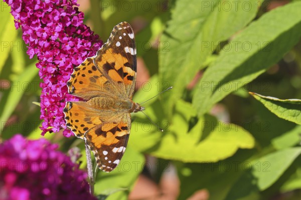 Thistle butterfly (Vanessa cardui) on a Buddleja davidii flower, Wilnsdorf, North Rhine-Westphalia, Germany