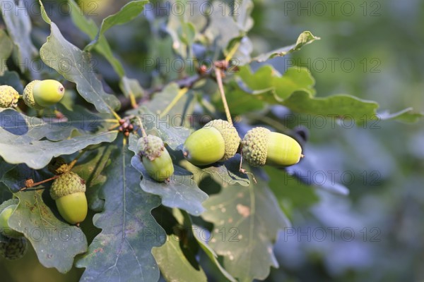 Acorns and leaves of the English oak (Quercus robur), autumn, Wilnsdorf, North Rhine-Westphalia, Germany