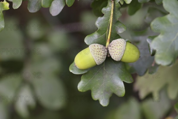 Acorns and leaves of the English oak (Quercus robur), autumn, Wilnsdorf, North Rhine-Westphalia, Germany