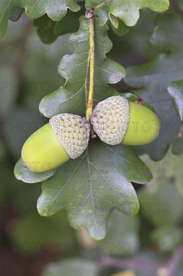 Acorns and leaves of the English oak (Quercus robur), autumn, Wilnsdorf, North Rhine-Westphalia, Germany
