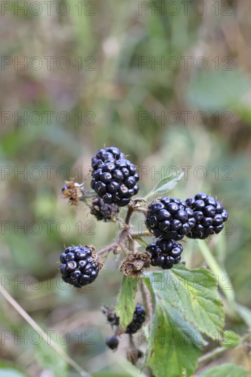 Blackberries (Rubus fruticosus), ripe fruit on a bush in a forest, Wilnsdorf, North Rhine-Westphalia, Germany