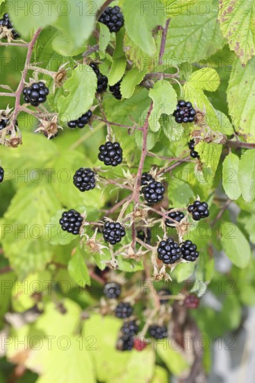 Blackberries (Rubus fruticosus), ripe fruit on a bush in a forest, Wilnsdorf, North Rhine-Westphalia, Germany