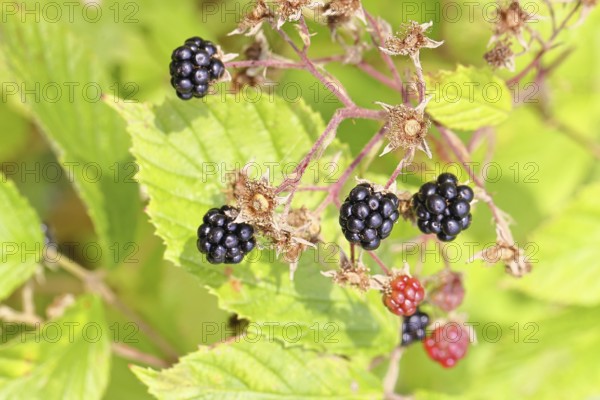 Blackberries (Rubus fruticosus), ripe fruit on a bush in a forest, Wilnsdorf, North Rhine-Westphalia, Germany