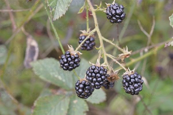 Blackberries (Rubus fruticosus), ripe fruit on a bush in a forest, Wilnsdorf, North Rhine-Westphalia, Germany