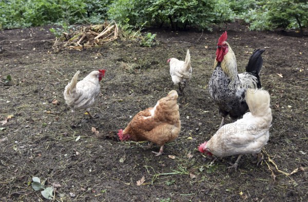 Domestic cock, rooster (Gallus gallus domesticus) and hens, chickens foraging in a free-range enclosure