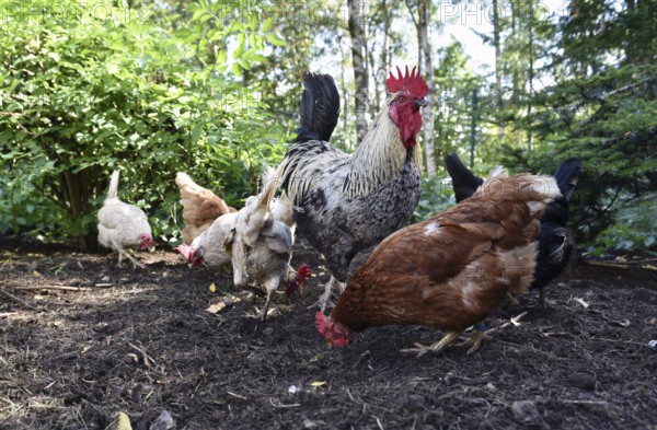 Domestic cock, rooster (Gallus gallus domesticus) and hens, chickens foraging in a free-range enclosure