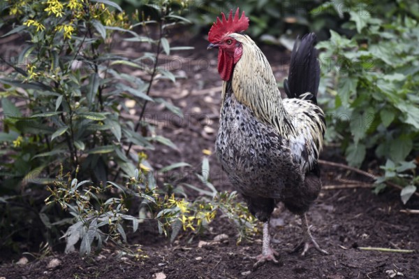 Rooster (Gallus gallus domesticus) in the outdoor enclosure