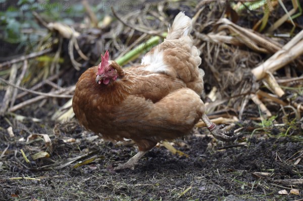 Domestic chicken, (Gallus gallus domesticus) Chicken, hen foraging in a free-range enclosure