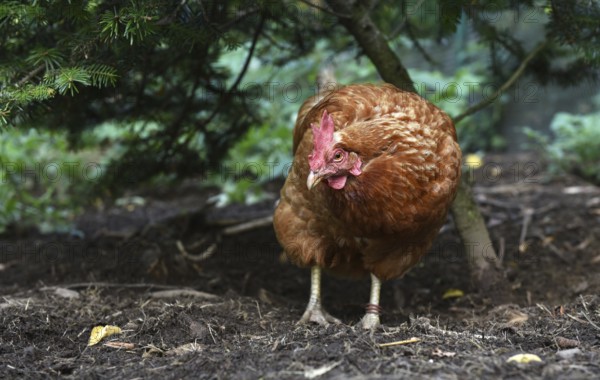 Domestic chicken, (Gallus gallus domesticus) Chicken, hen foraging in a free-range enclosure