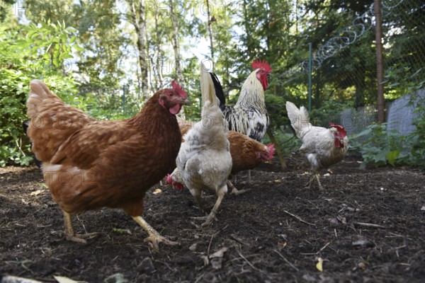 Domestic cock, rooster (Gallus gallus domesticus) and hens, chickens foraging in a free-range enclosure