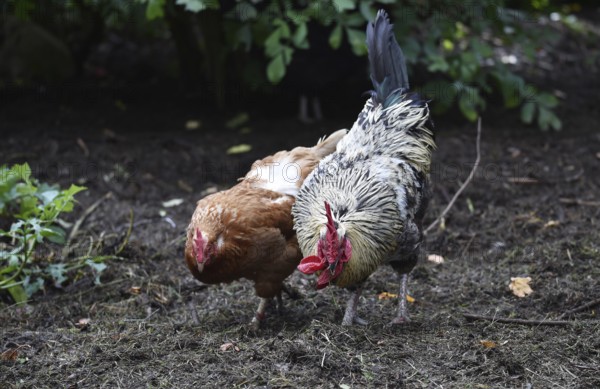 Domestic cock, rooster (Gallus gallus domesticus) and hens, chickens foraging in a free-range enclosure