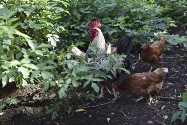 Domestic cock, rooster (Gallus gallus domesticus) and hens, chickens foraging in a free-range enclosure