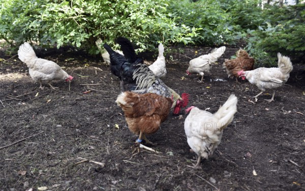 Domestic cock, rooster (Gallus gallus domesticus) and hens, chickens foraging in a free-range enclosure