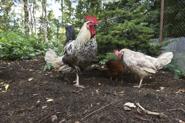 Domestic cock, rooster (Gallus gallus domesticus) and hens, chickens foraging in a free-range enclosure