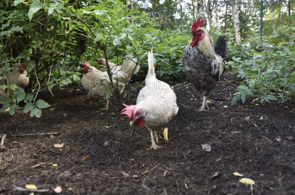 Domestic cock, rooster (Gallus gallus domesticus) and hens, chickens foraging in a free-range enclosure