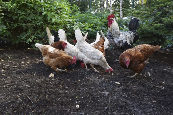 Domestic cock, rooster (Gallus gallus domesticus) and hens, chickens foraging in a free-range enclosure