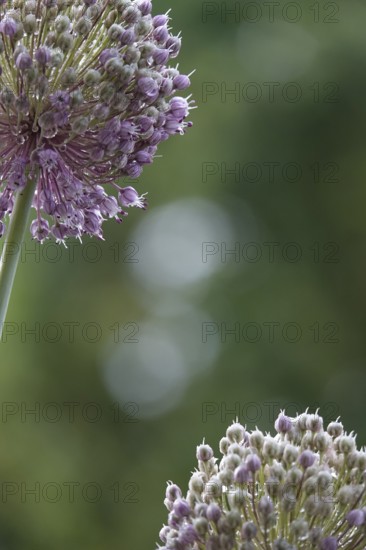 Alium, Summer, Germany