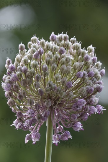 Alium, Summer, Germany