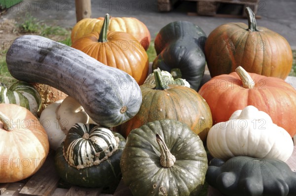 Pumpkins (Cucurbita), fruits, types, giant pumpkin, garden pumpkin, ornamental pumpkin, colourful, harvest, decoration, pretty, Germany, various pumpkins in different shapes, sizes and colours