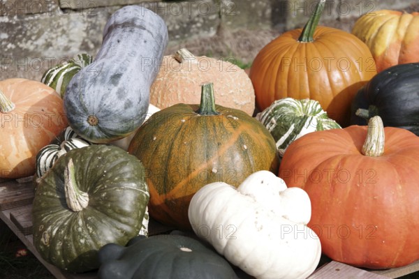 Pumpkins (Cucurbita), fruits, types, giant pumpkin, garden pumpkin, ornamental pumpkin, colourful, harvest, decoration, pretty, Germany, various pumpkins in different shapes, sizes and colours