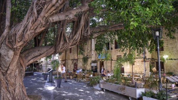 Oasi Restaurant, Cosy cafe under a big tree with relaxed people, Turkish Quarter, Rhodes Old Town, Rhodes Town, Rhodes, Dodecanese, Greek Islands, Greece