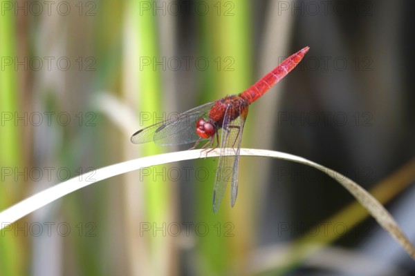 Scarlet Dragonfly, summer, Germany