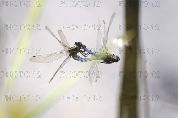 Dragonfly, Summer, Germany
