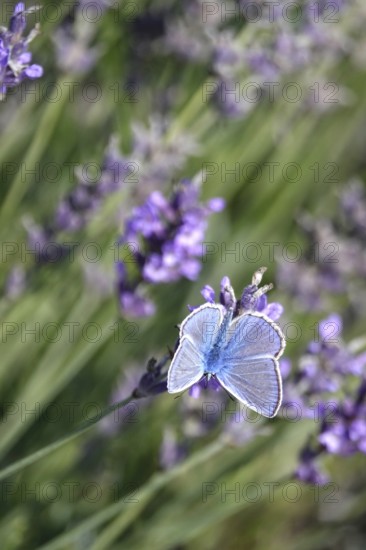 Butterfly blue butterfly, summer, Germany