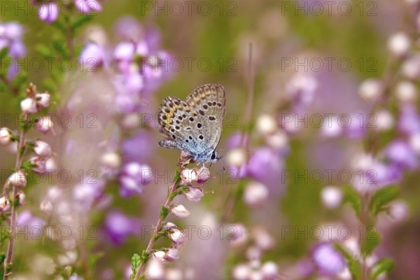 Butterfly blue butterfly, summer, Germany