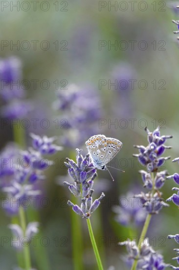 Butterfly blue butterfly, summer, Germany