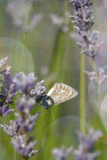 Butterfly blue butterfly, summer, Germany