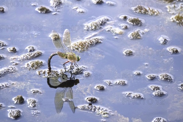 Dragonfly, Summer, Germany