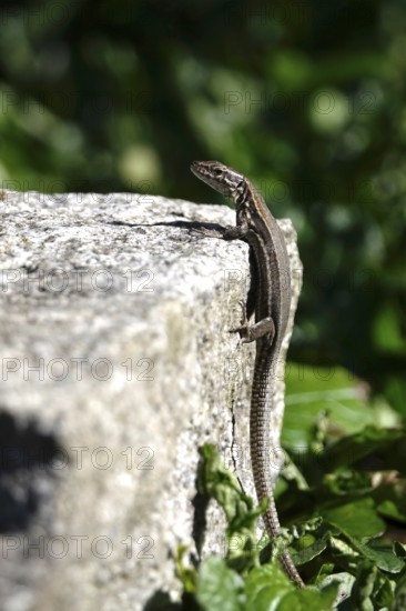 Lizard, Summer, Germany