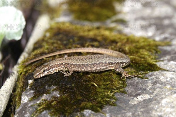 Lizard, Summer, Germany