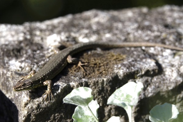 Lizard, Summer, Germany