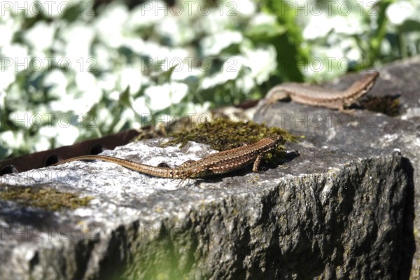 Lizard, Summer, Germany