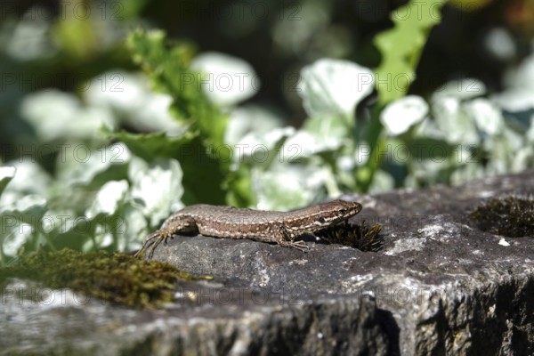 Lizard, Summer, Germany