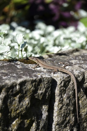 Lizard, Summer, Germany
