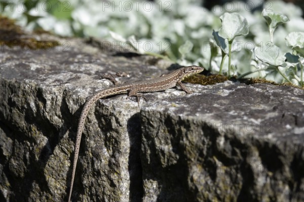 Lizard, Summer, Germany