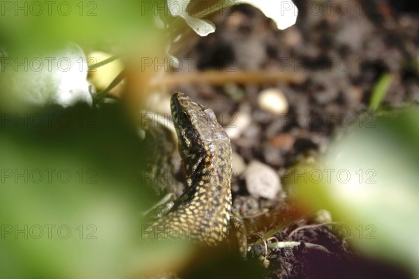 Lizard, Summer, Germany