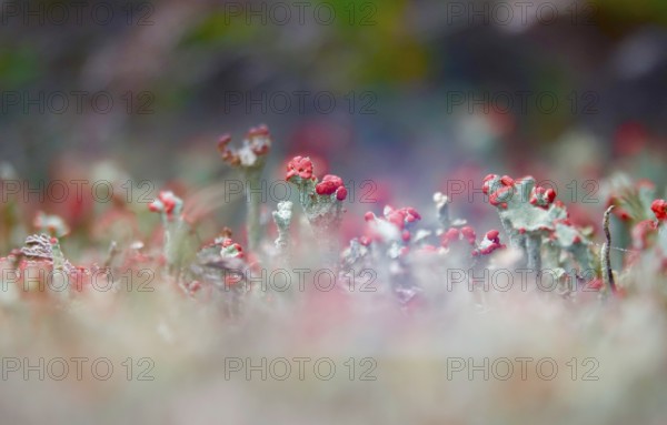 Scarlet lichen, macro photography, summer, Saxony, Germany