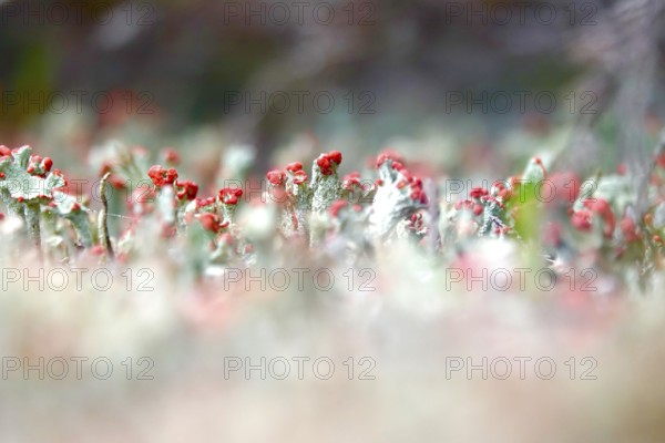 Scarlet lichen, macro photography, summer, Saxony, Germany