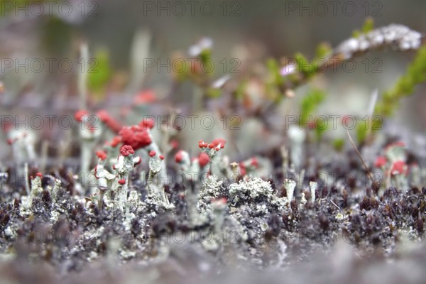 Scarlet lichen, macro photography, summer, Saxony, Germany