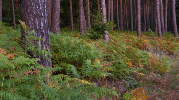 View in a forest with spruces (Picea) and forest floor covered with shield fern (Polystichum), Neustadt am Rübenberge, Hanover, Lower Saxony, Germany