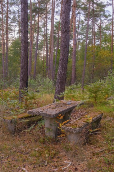 Photograph of a weathered seating area or resting place made of exposed aggregate concrete standing in a forest, Neustadt am Rübenberge, Hanover, Lower Saxony, Germany