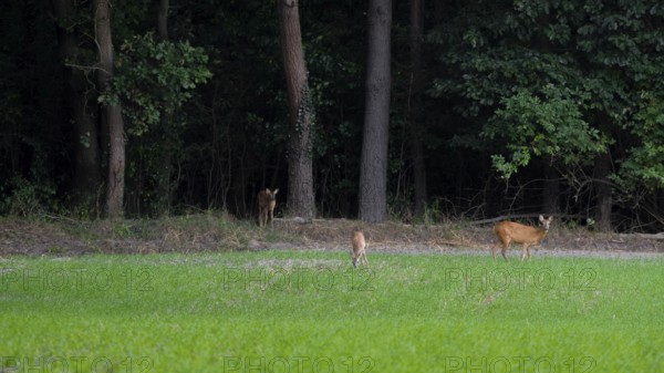 Deer standing in a field at the edge of the Wad, Neustadt am Rübenberge, Hanover, Lower Saxony, Germany