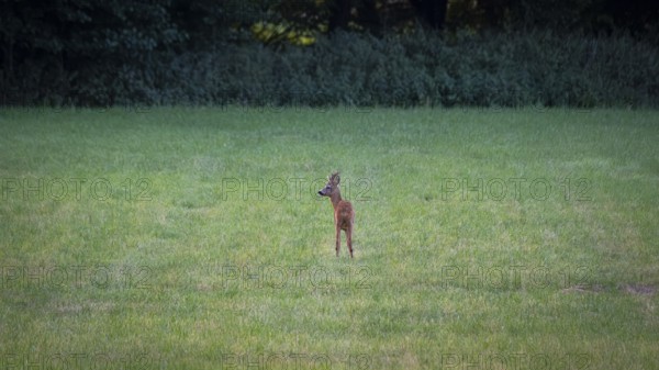 Photograph of a roebuck standing in a meadow looking to the left, Neustadt am Rübenberge, Hanover, Lower Saxony, Germany